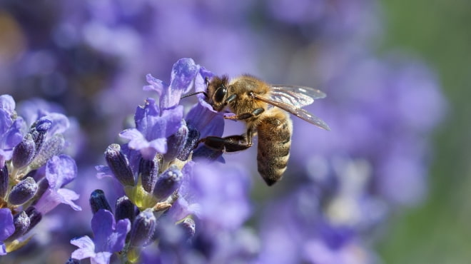 Bee pollinating purple flower