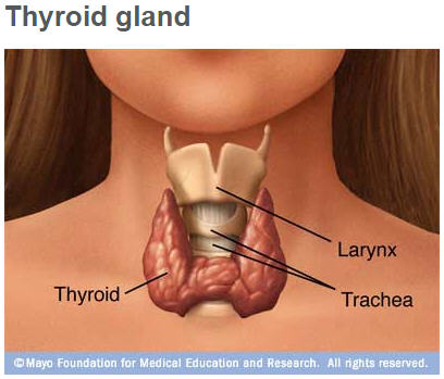 Thyroid gland