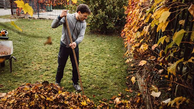 Raking fall leaves