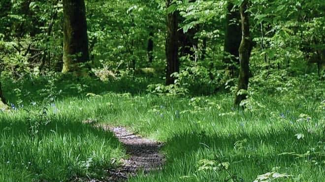 Grassy, wooded path