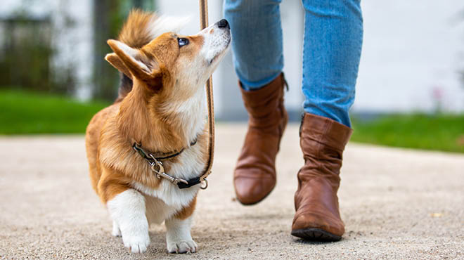 Important Questions To Ask Before Hiring A Professional Dog Walker