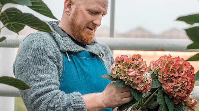 Florist arranging hydrangea blossoms