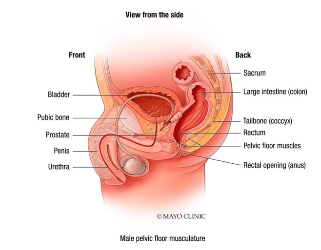 Female urinary system - Mayo Clinic