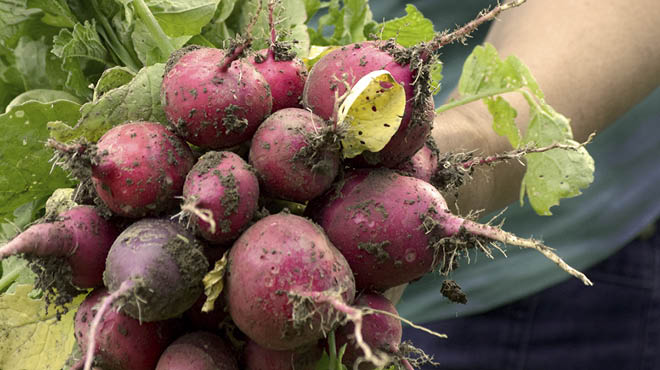 Radish bunch