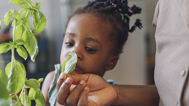 Child smelling basil leaf