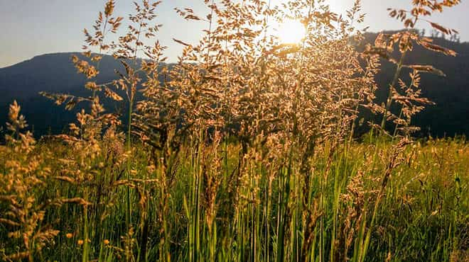 Weeds in sunny field